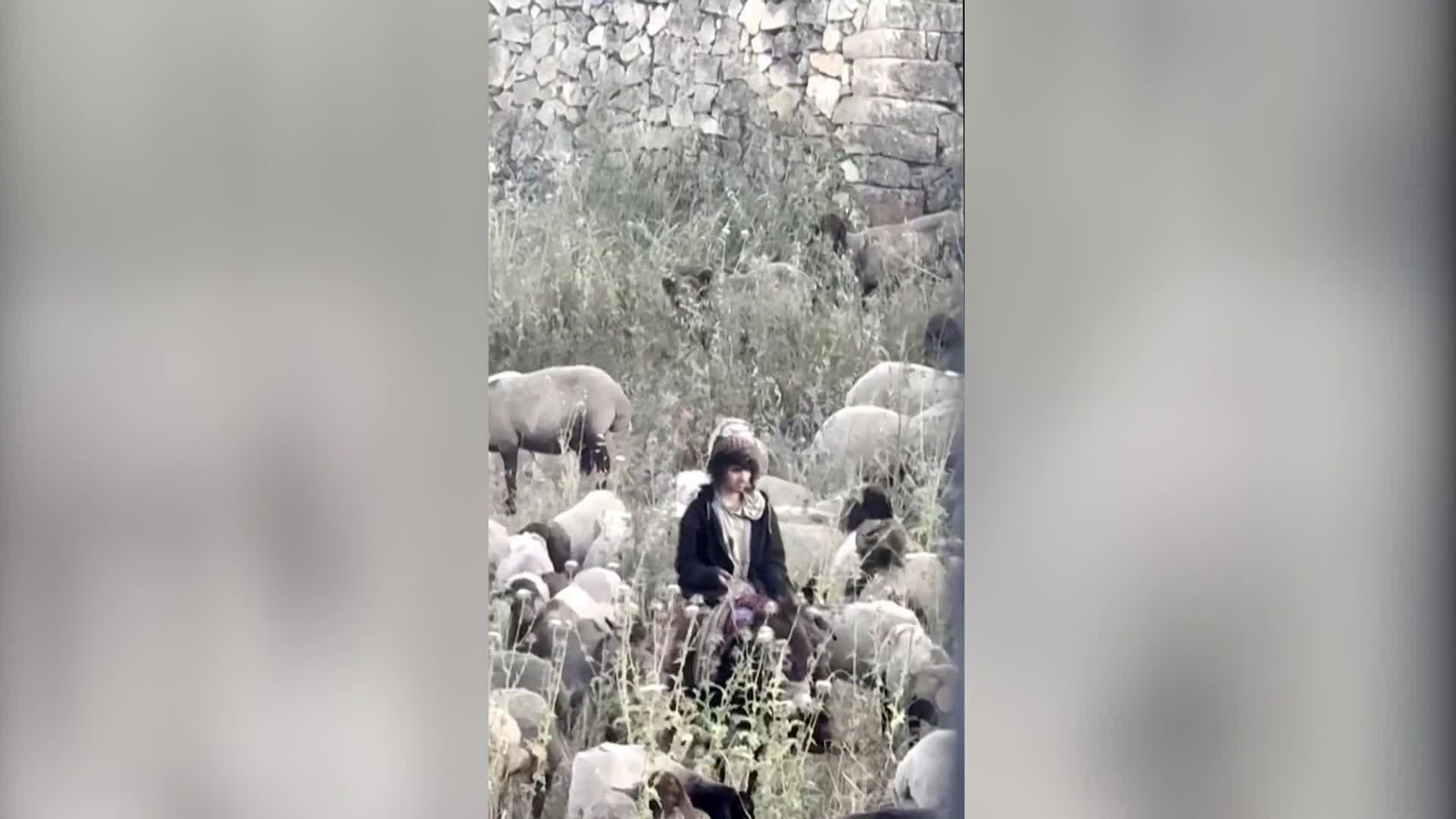 va colono apalea perro palestino