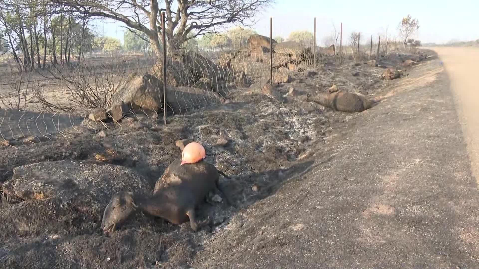 J017-ZAMORA OVEJAS MUERTAS INCENDIO