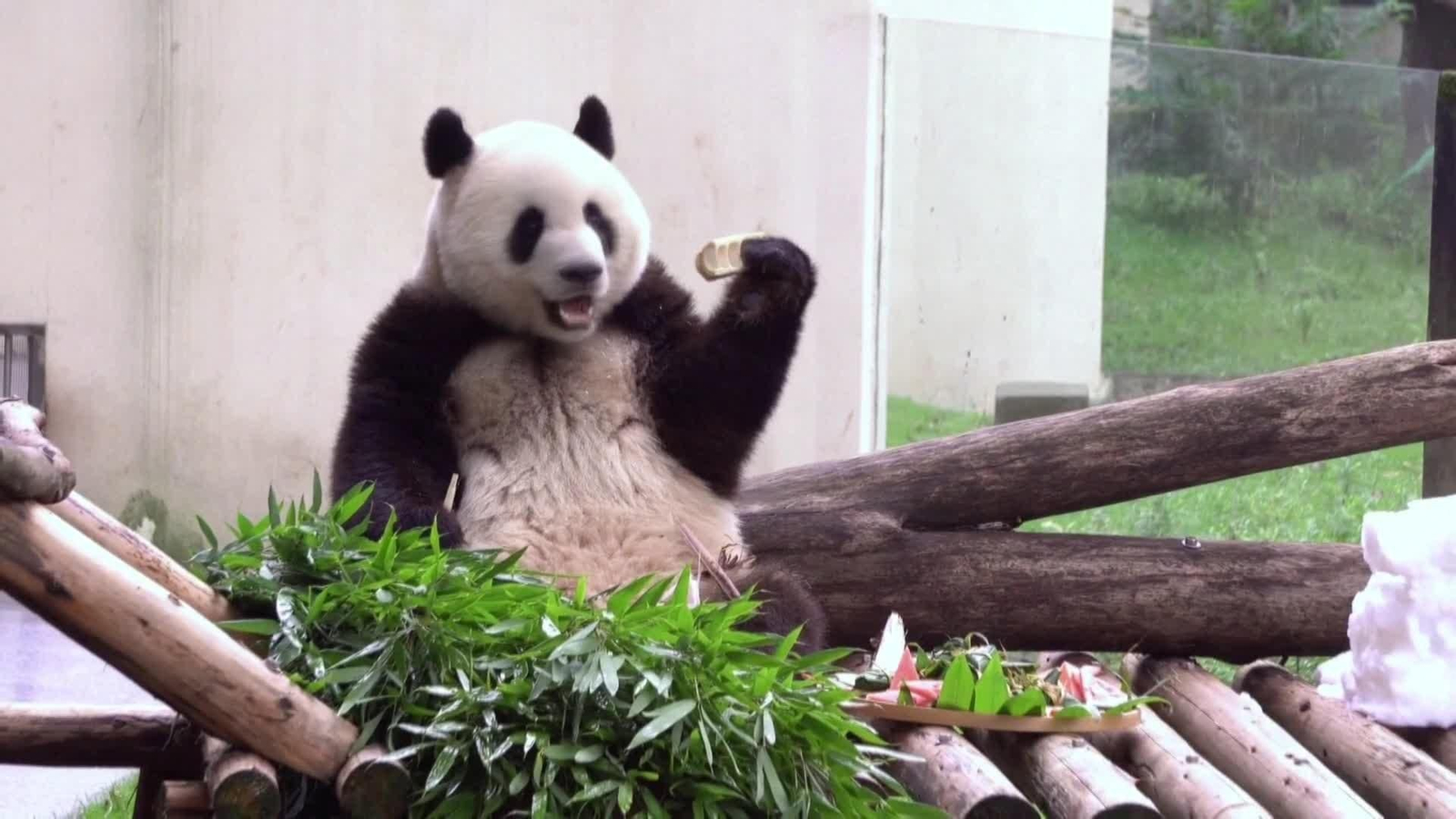 va china pandas gigantes