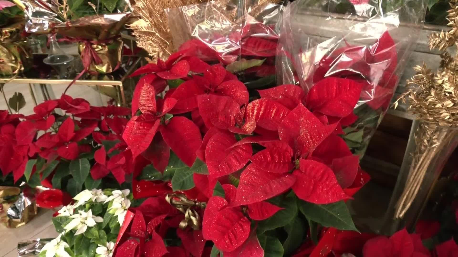 web flores de pascua temporada