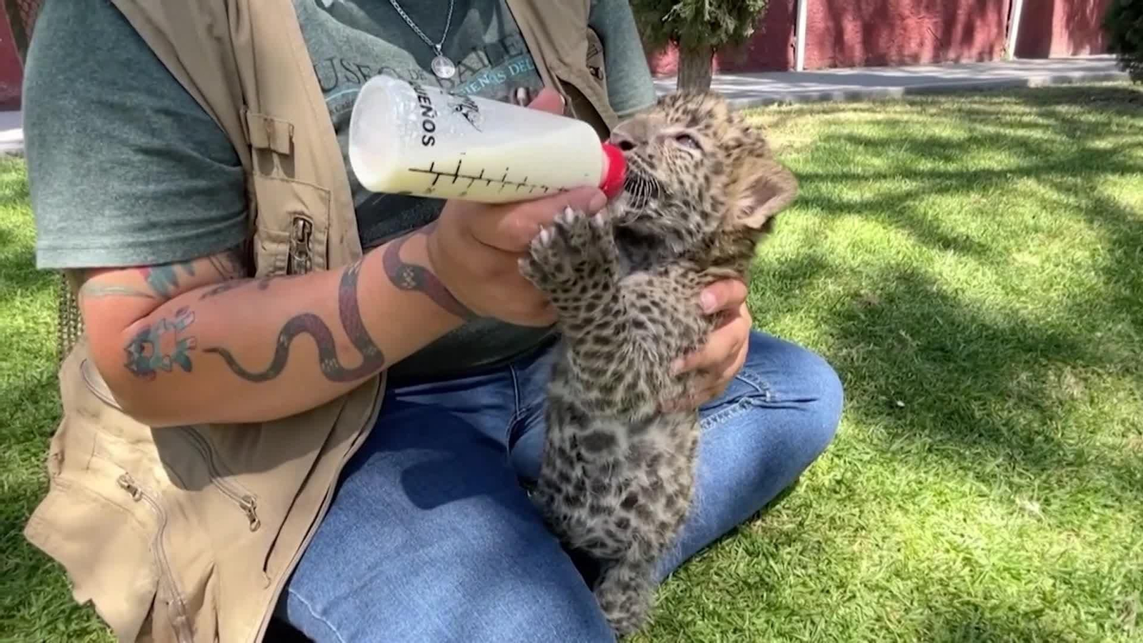 va leopardos mexico