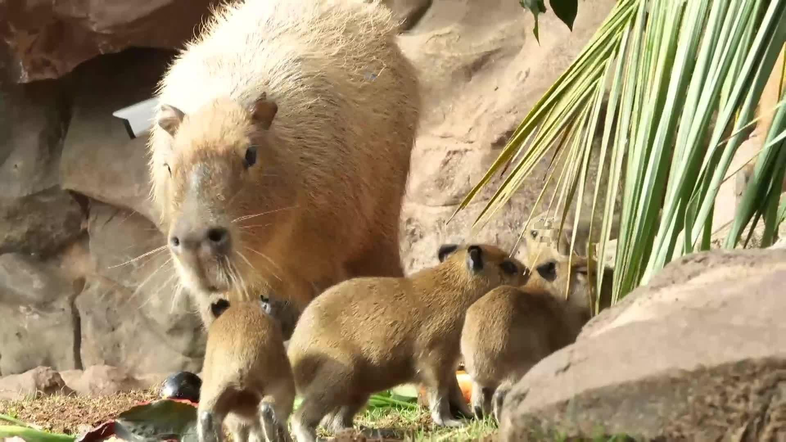 web capibaras loro parque