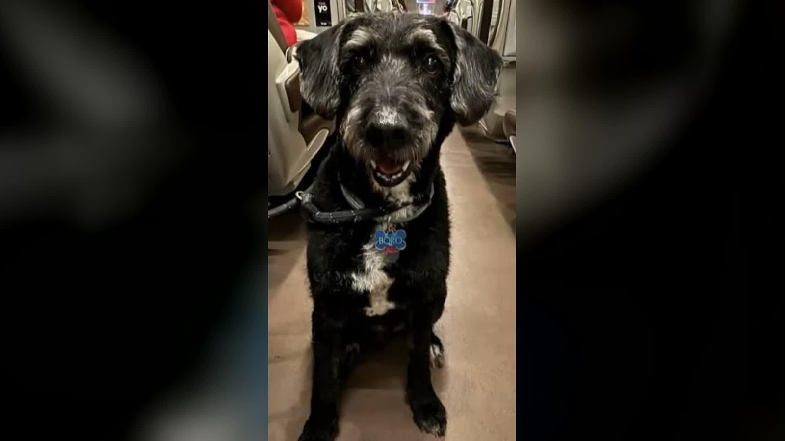 web perro encontrado