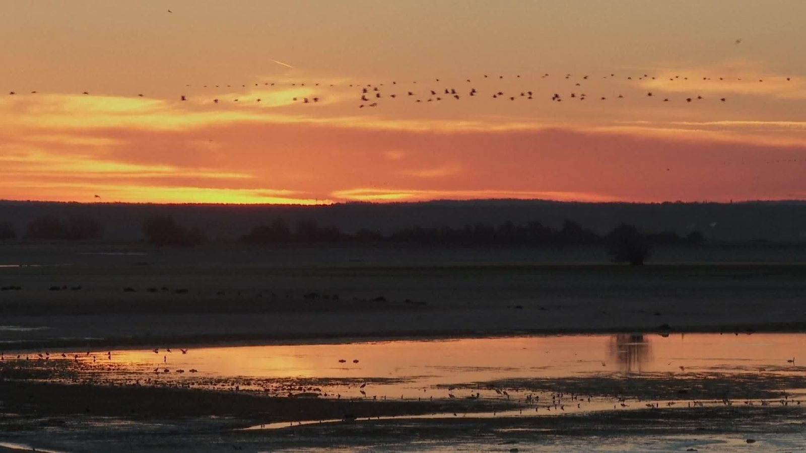 S029-FRANCIA GRIPE AVIAR POLLOS DIEZMADOS