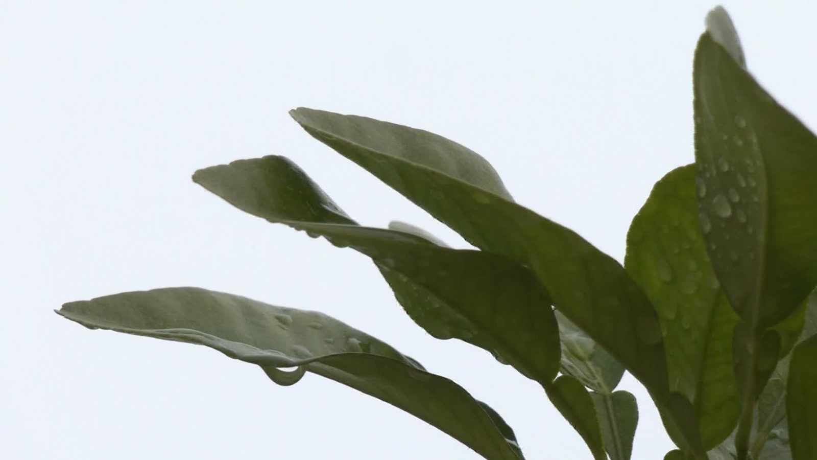 D029-SEVILLA ALERTA AMARILLA LLUVIAS