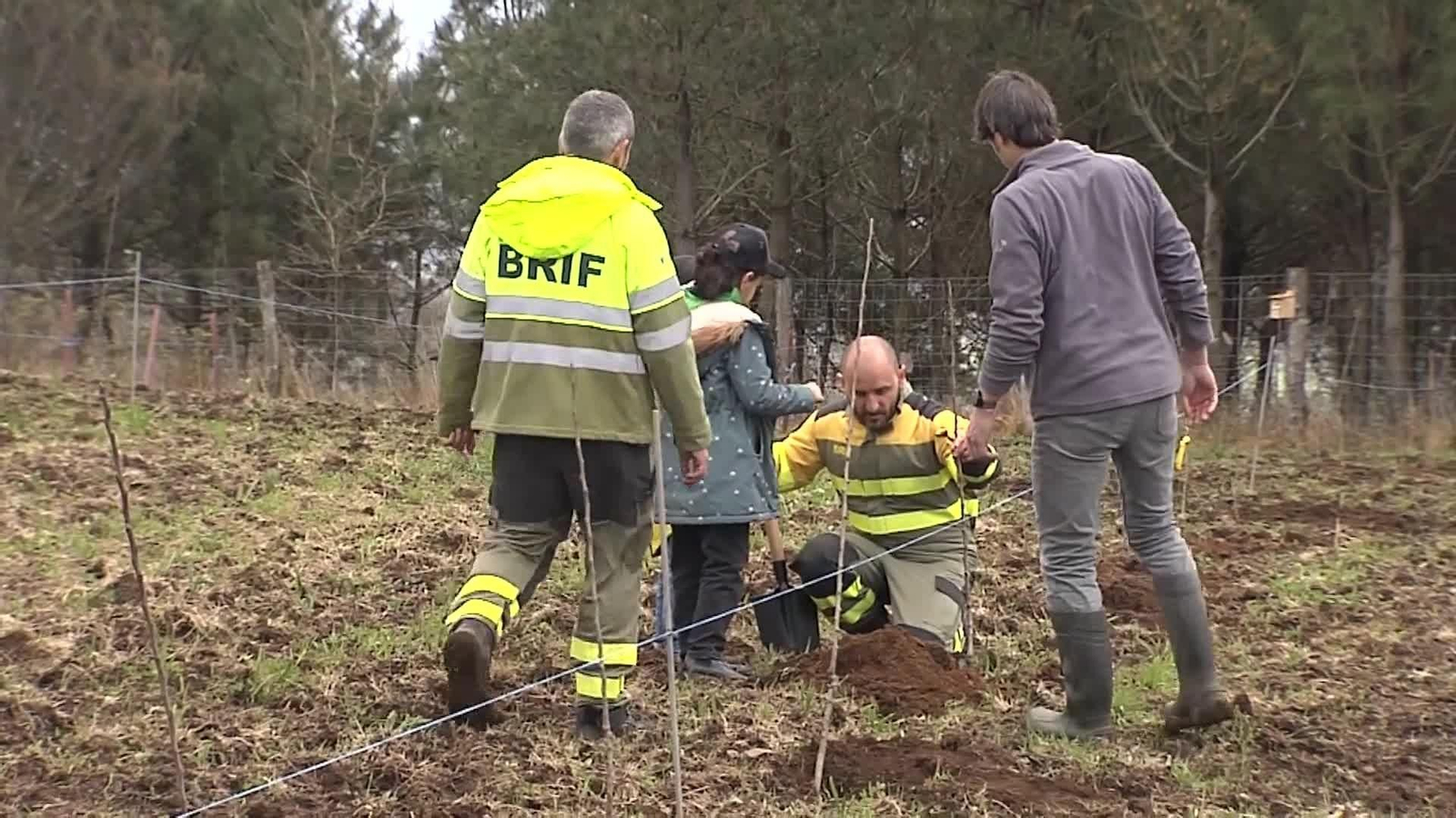 web plantacion manzanos