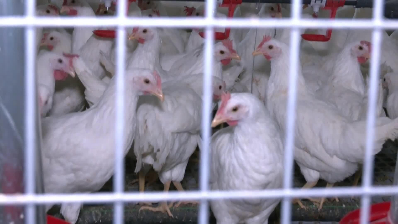 va gallinas sacrificadas