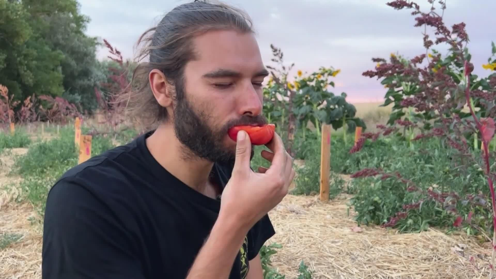 web tomate semillas palencia