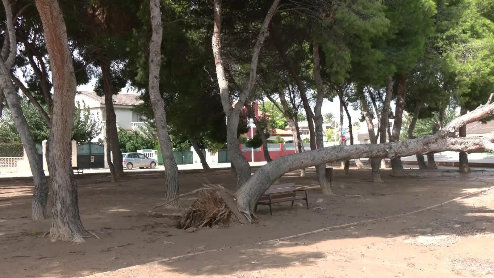 L081-MURCIA ARBOLES CAIDOS SAN JAVIER TARDE