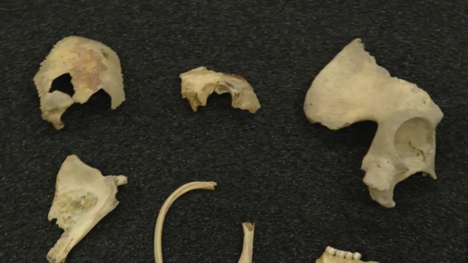 web atapuerca