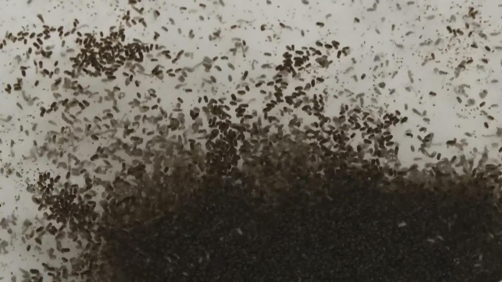 va mosquitos dengue