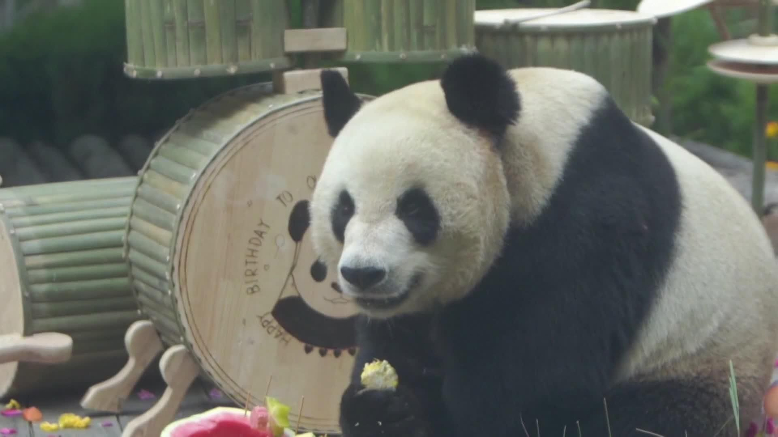 va china celebracion panda de 16 años regalos