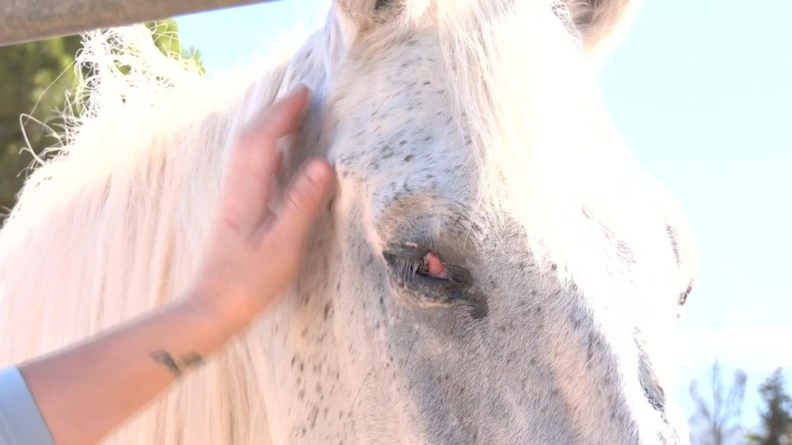 L003-EDI-MALAGA SANTUARIO CABALLOS