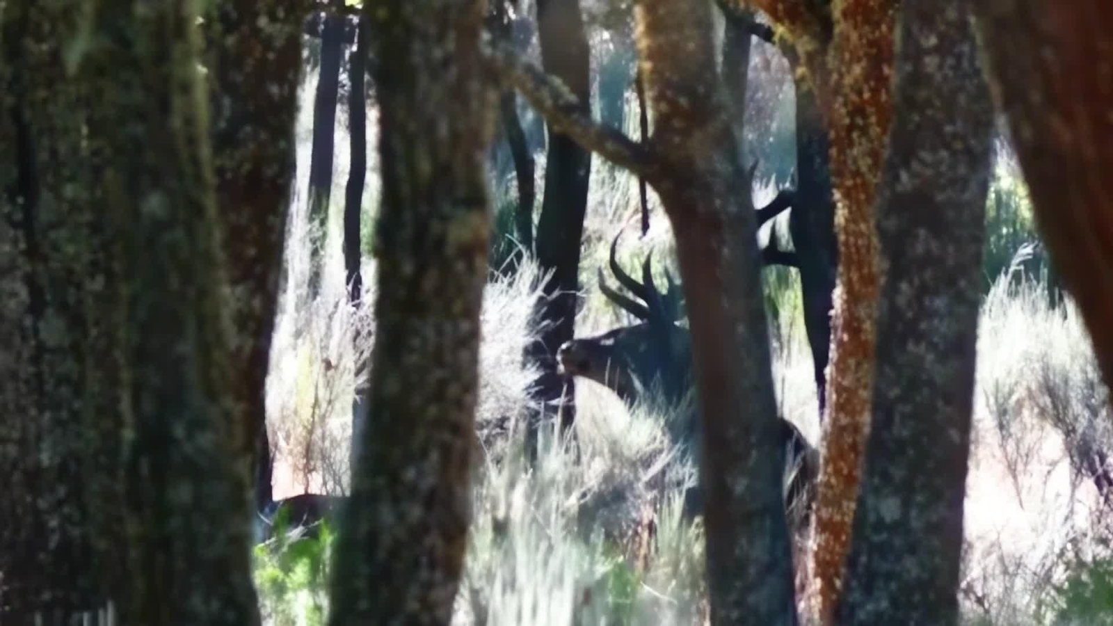 web berreaok