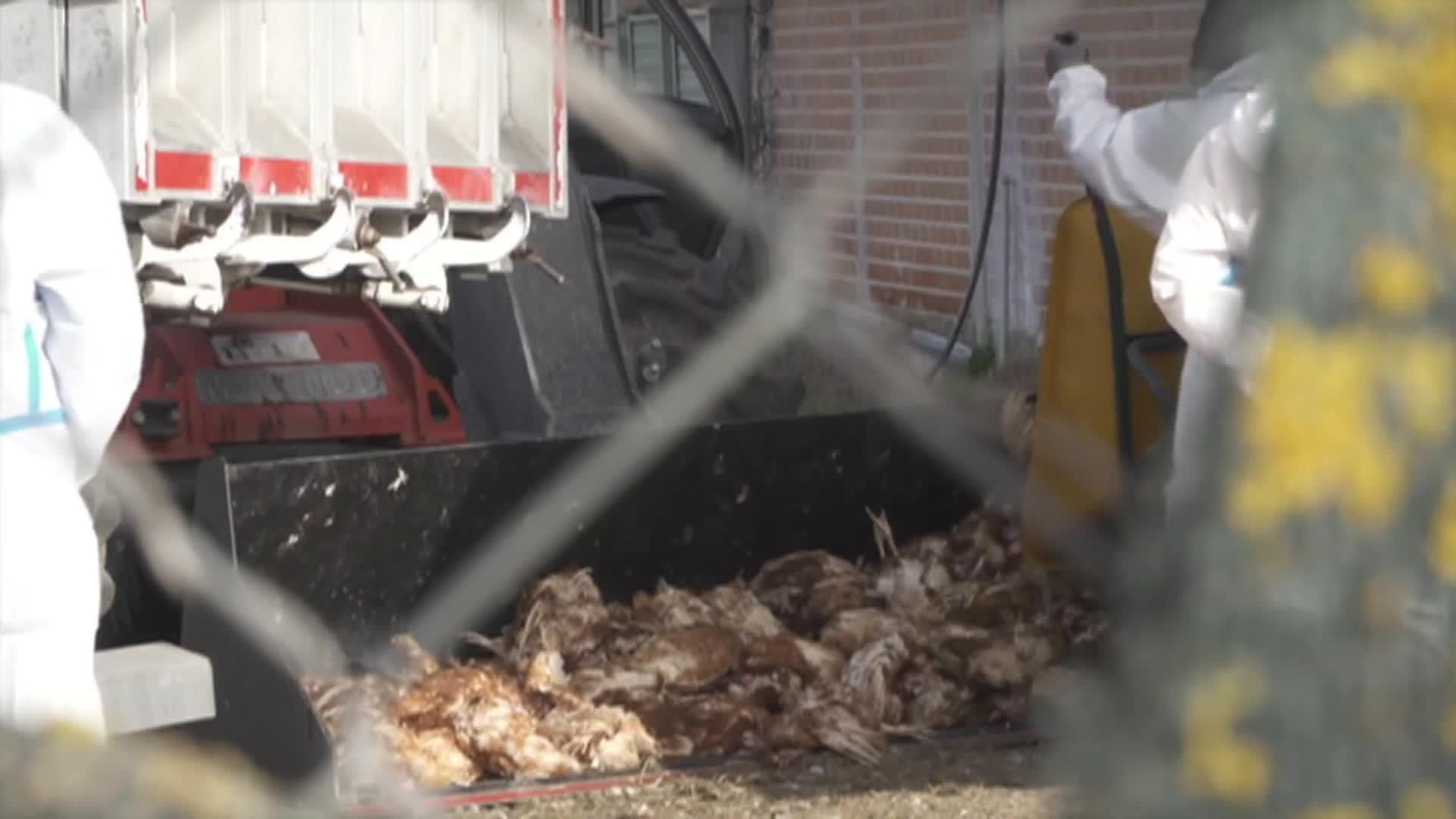 web riesgo gripe avisar humanos