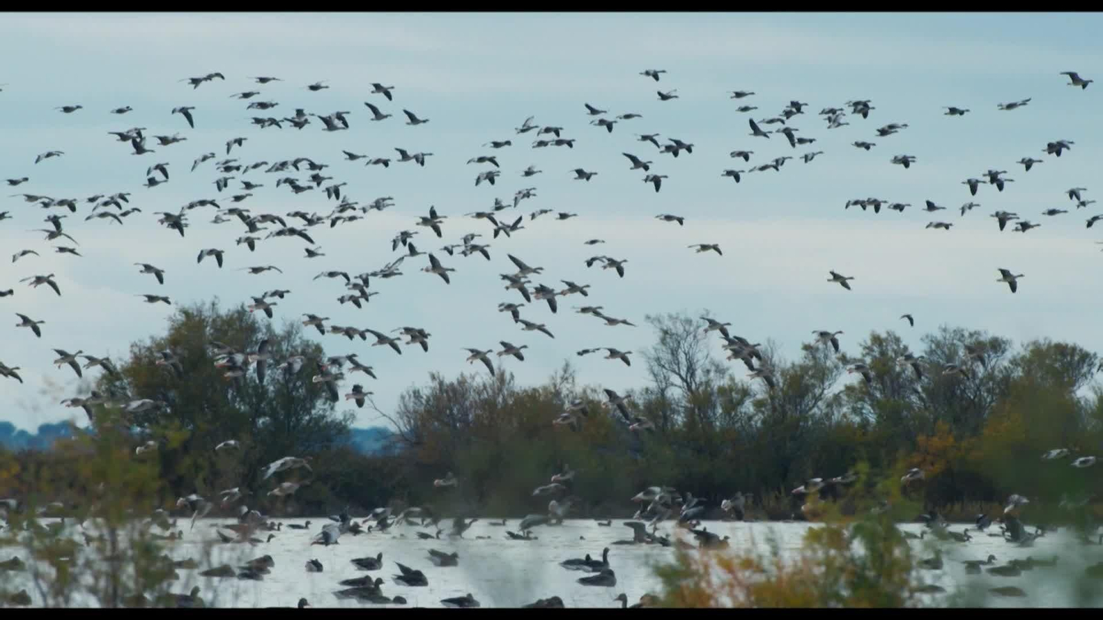 web el viaje del viros