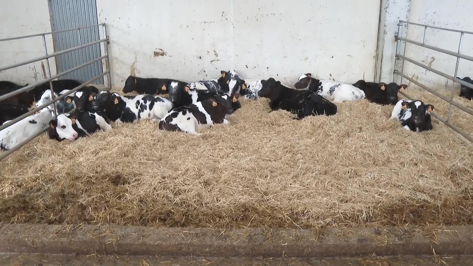 web demanda veterinarios