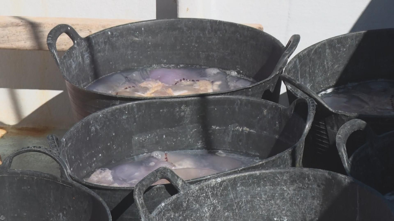 Recogida de medusas en Gandía