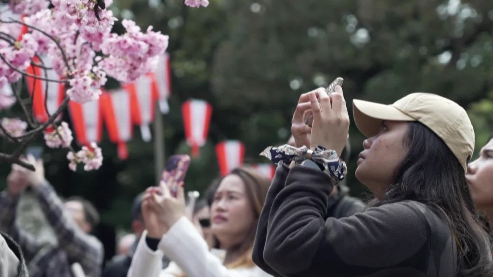 va cerezos en flor de japon