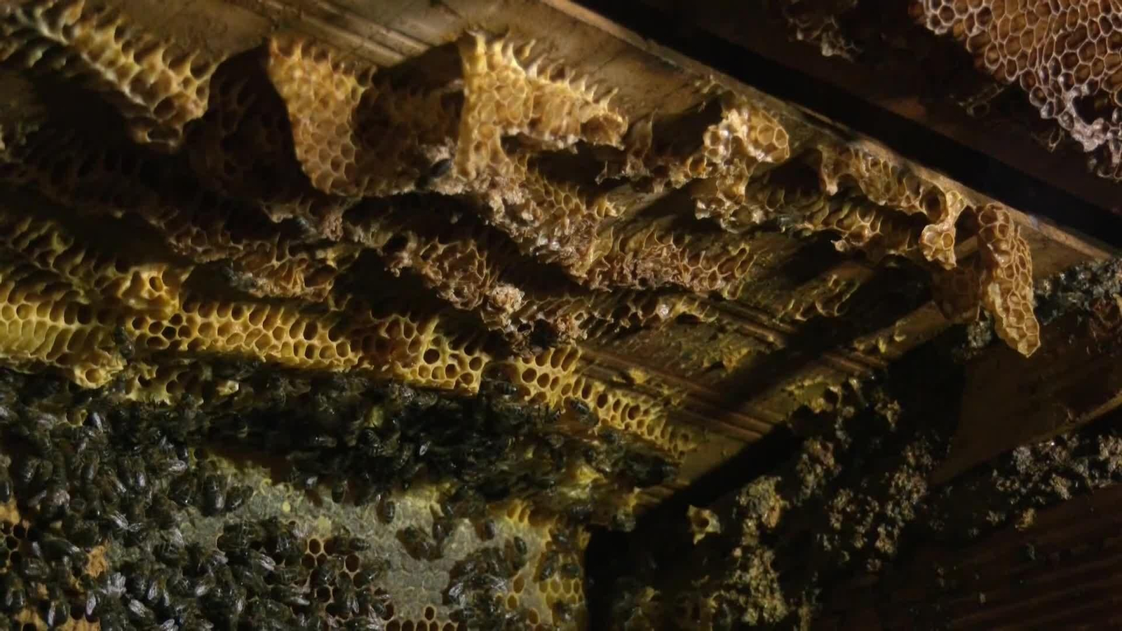 web exterminador de abejas