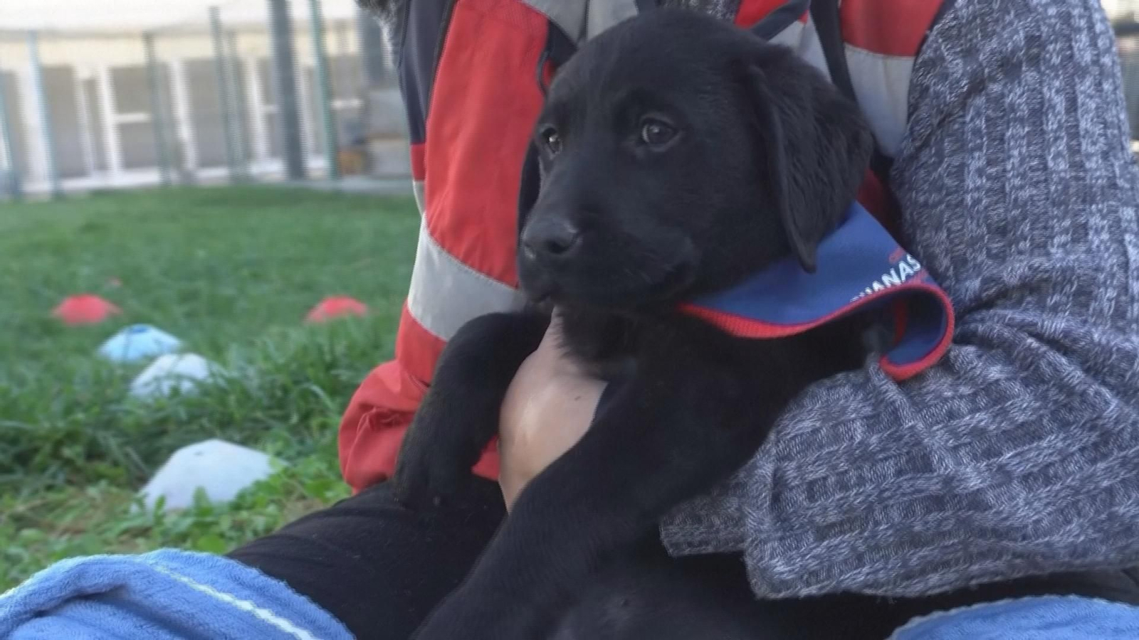 Chile muestra el entrenamiento de cachorros para la detección de drogas en aduanas