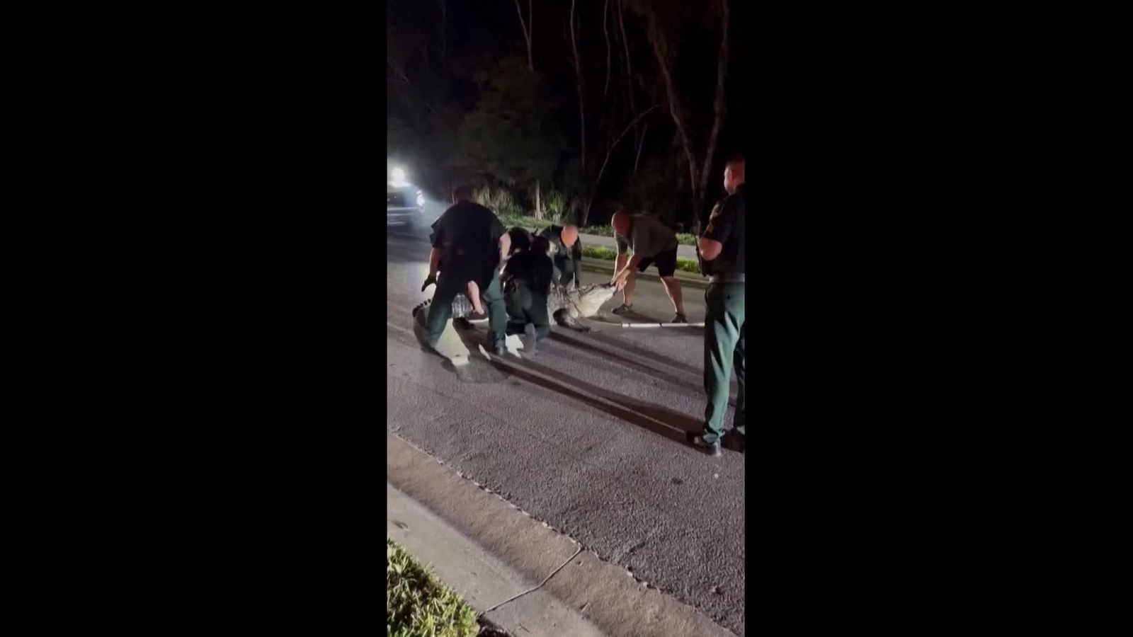 va policia atrapa caiman