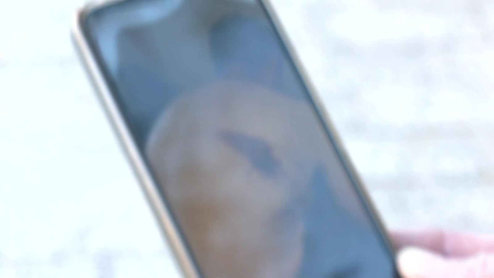 X003-EDI VARIOS MUERTES AVISPAS VELUTINAS X003-EDI VARIOS MUERTES AVISPAS VELUTINAS