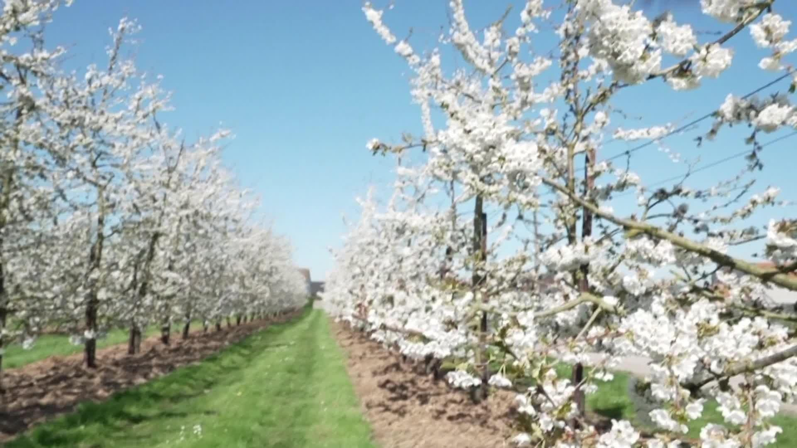 va primavera belgica