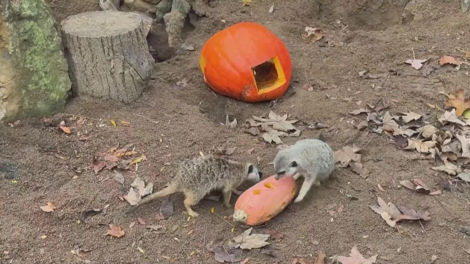 va calabazas zoo praga