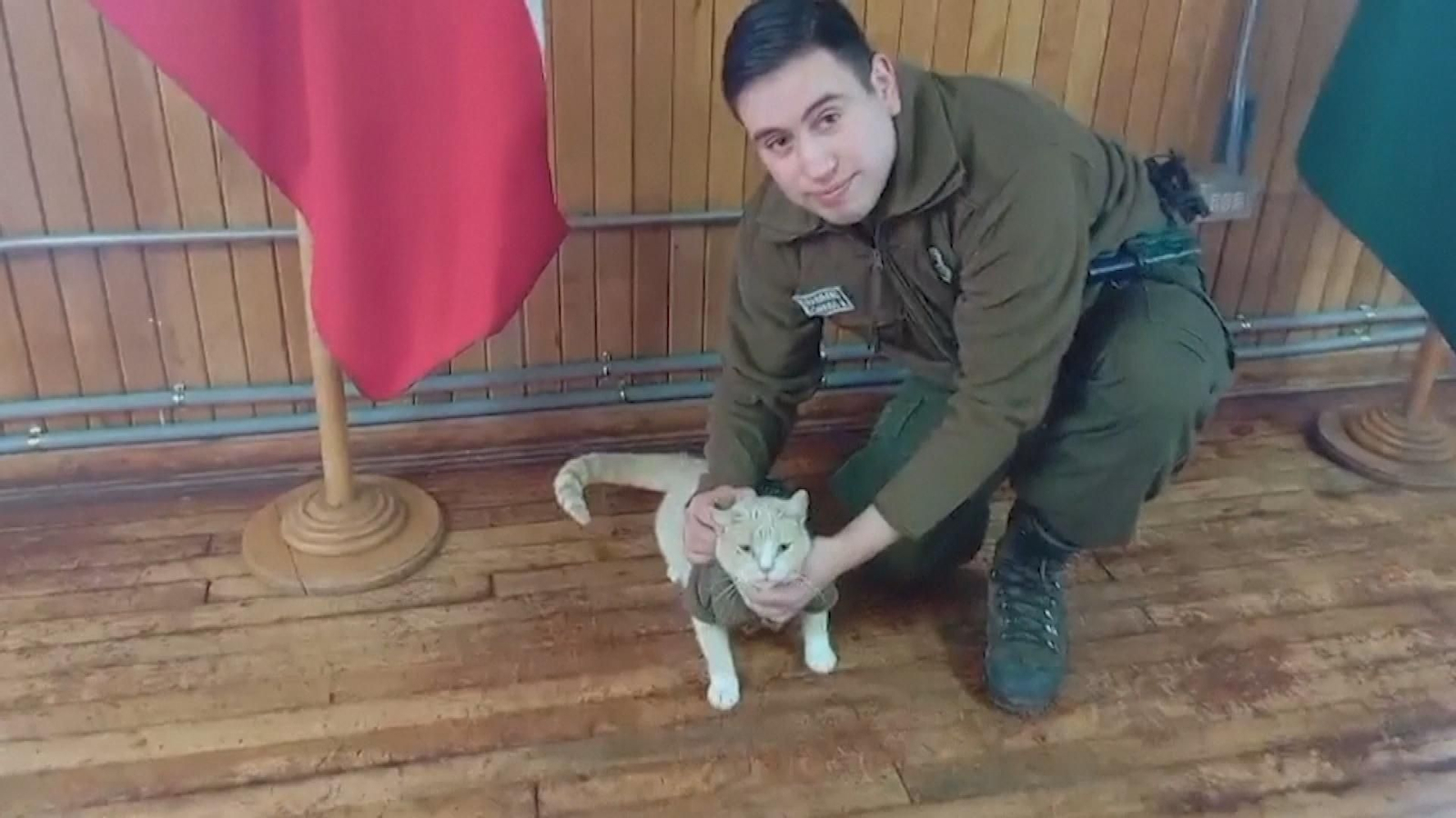 Un gato llamado Naruto se convierte en la mascota de una comisaría de Chile Un gato llamado Naruto se convierte en la mascota de una comisaría de Chile
