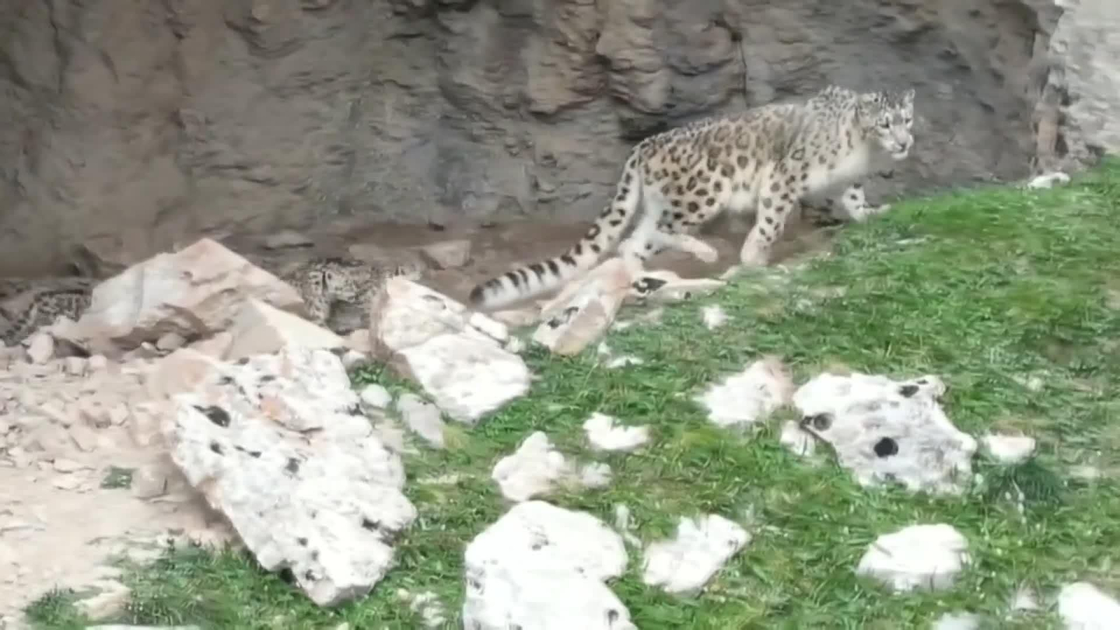 va leopardo nieves