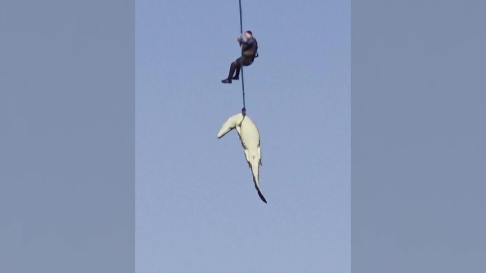 va rescate cocodrilo