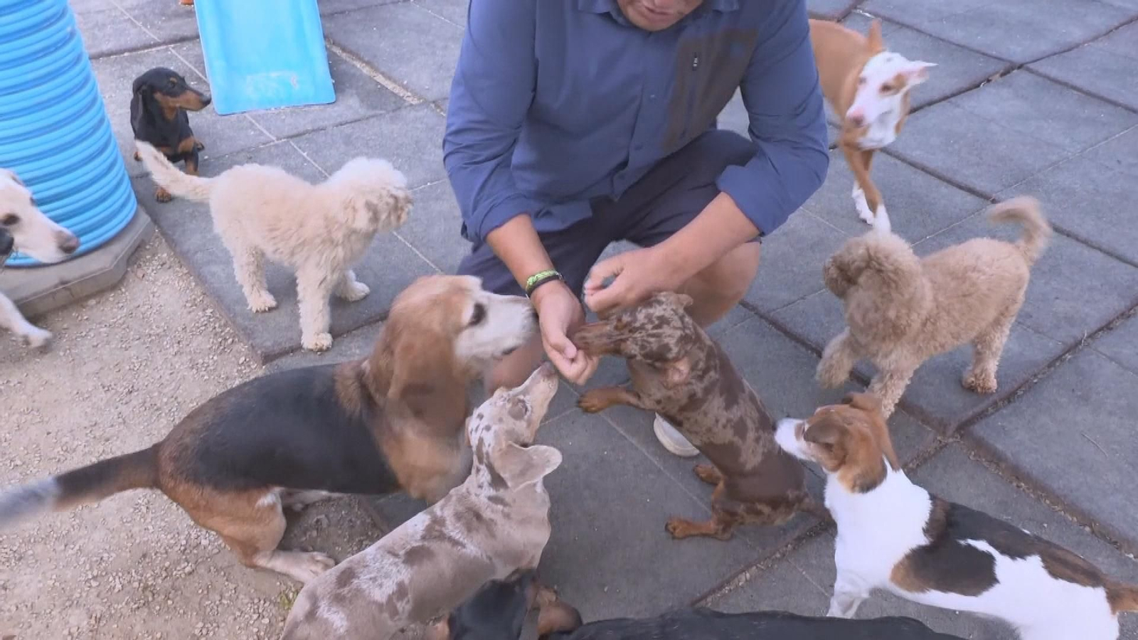 Los hoteles para perros rozan el lleno durante los meses de verano