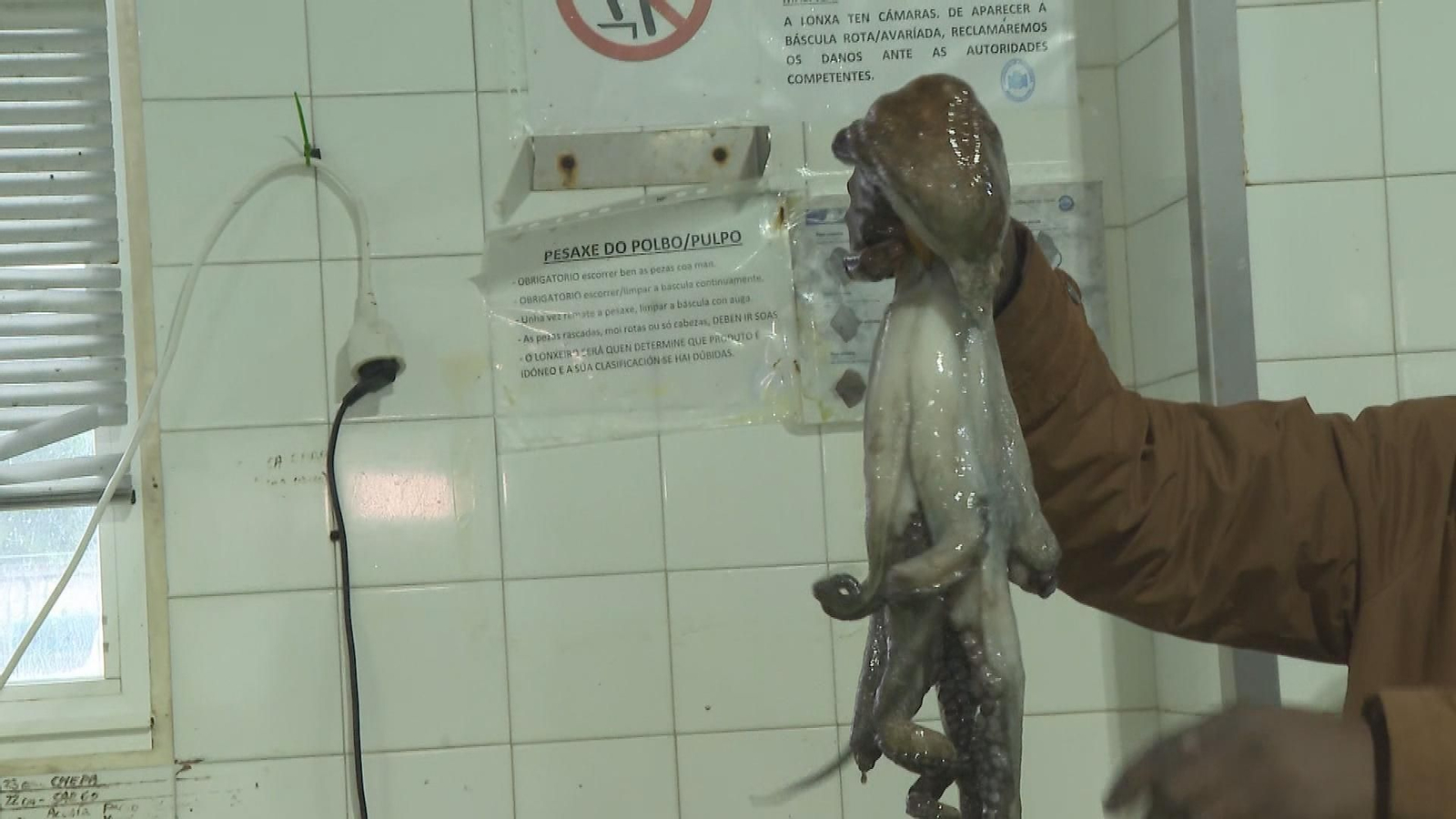 pulpo puerto malpica