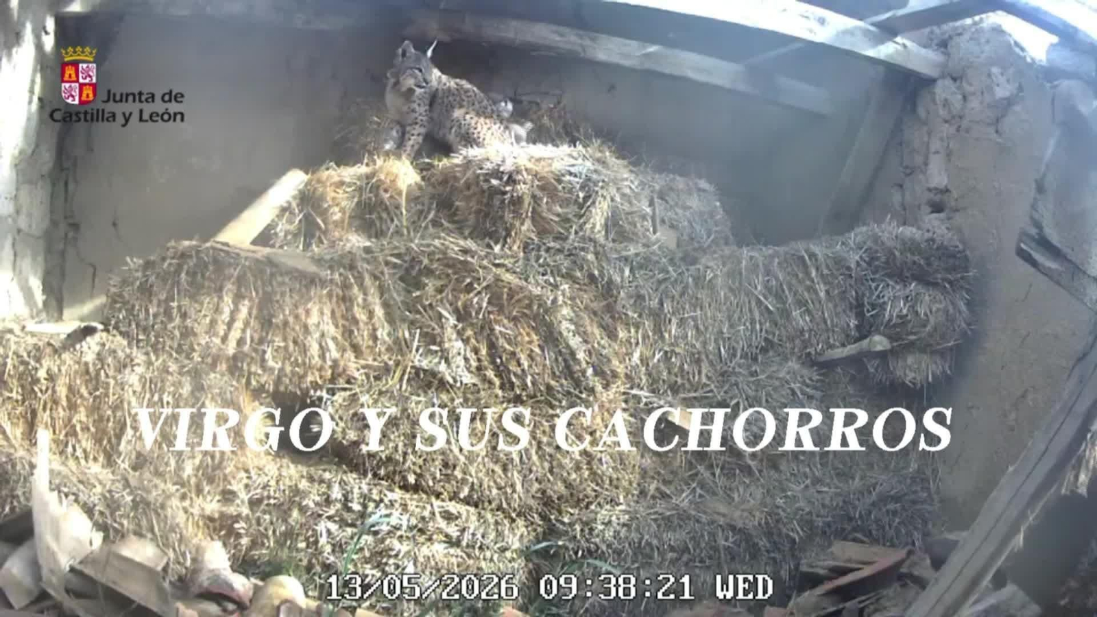 S024-PALENCIA NACE LINCE IBÉRICO CAUTIVIDAD