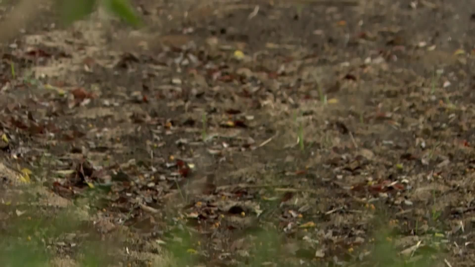 web fosa comun lleida