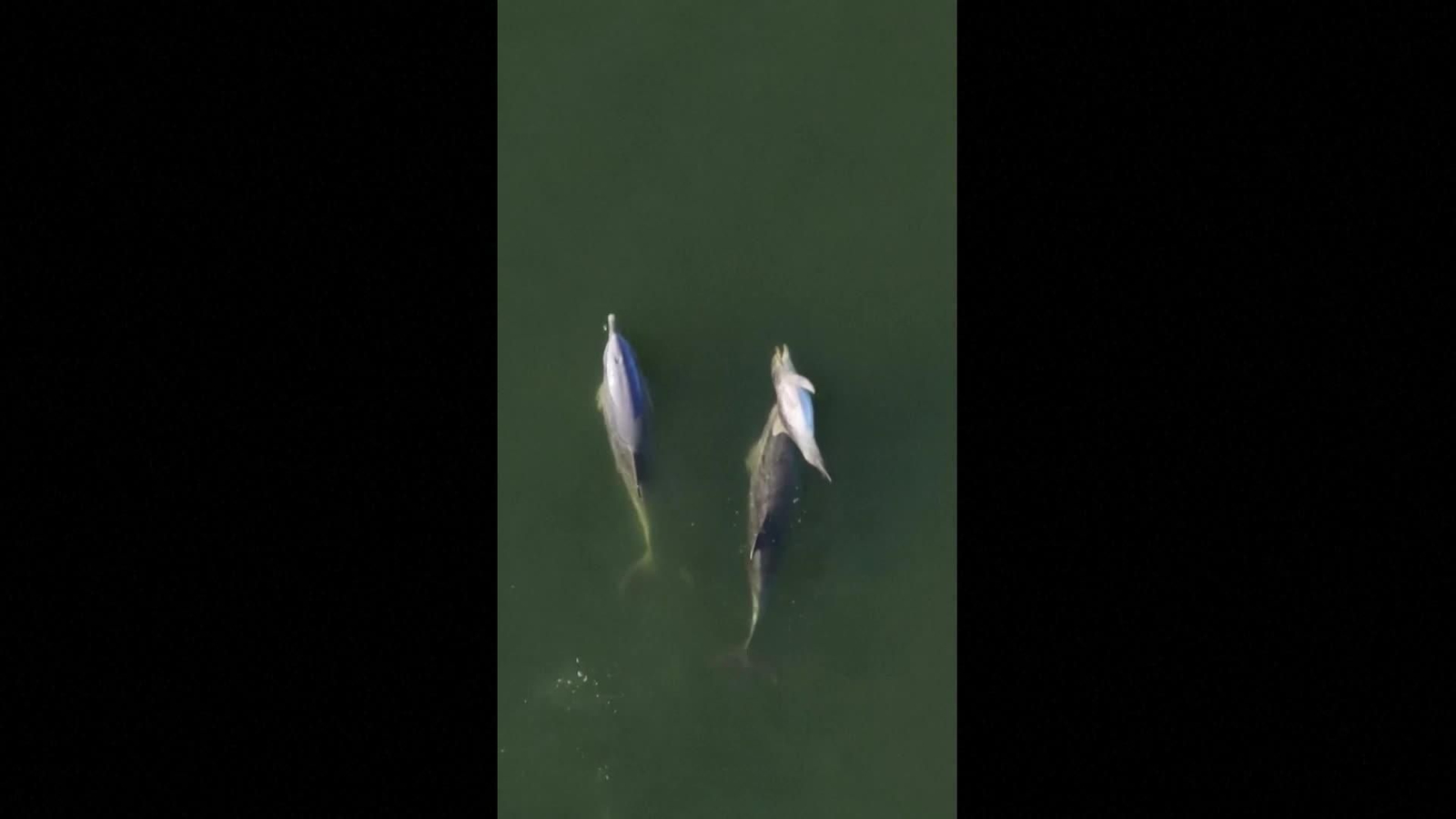 va mama delfin llora muerte cria