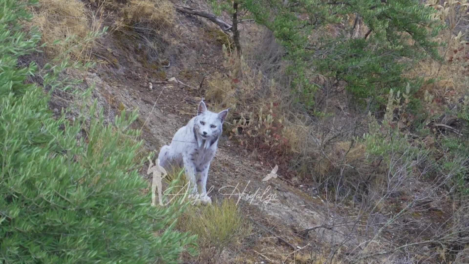 V003-EDI GRANADA FOTO LINCE BLANCO V003-EDI GRANADA FOTO LINCE BLANCO