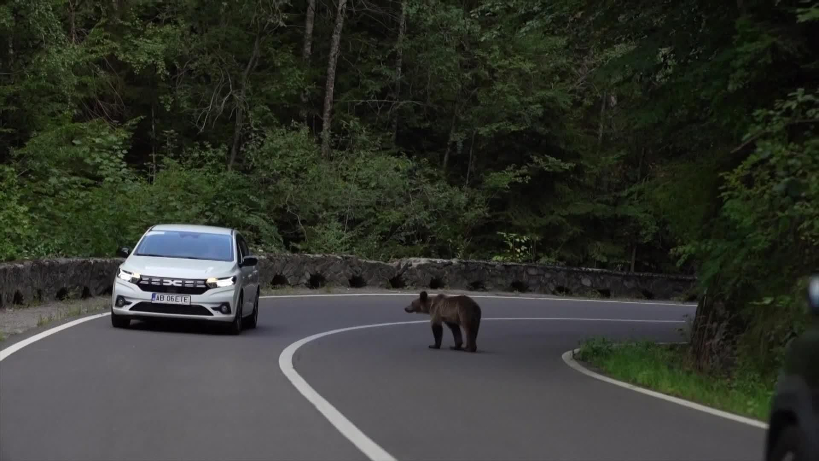 S040-RUMANIA DILEMA OSOS NUEVA LEY PERMITE CAZARLOS