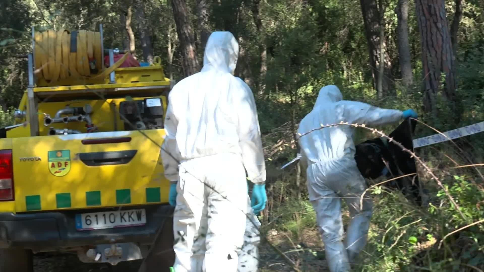 va nuevo cerdo peste barcelona