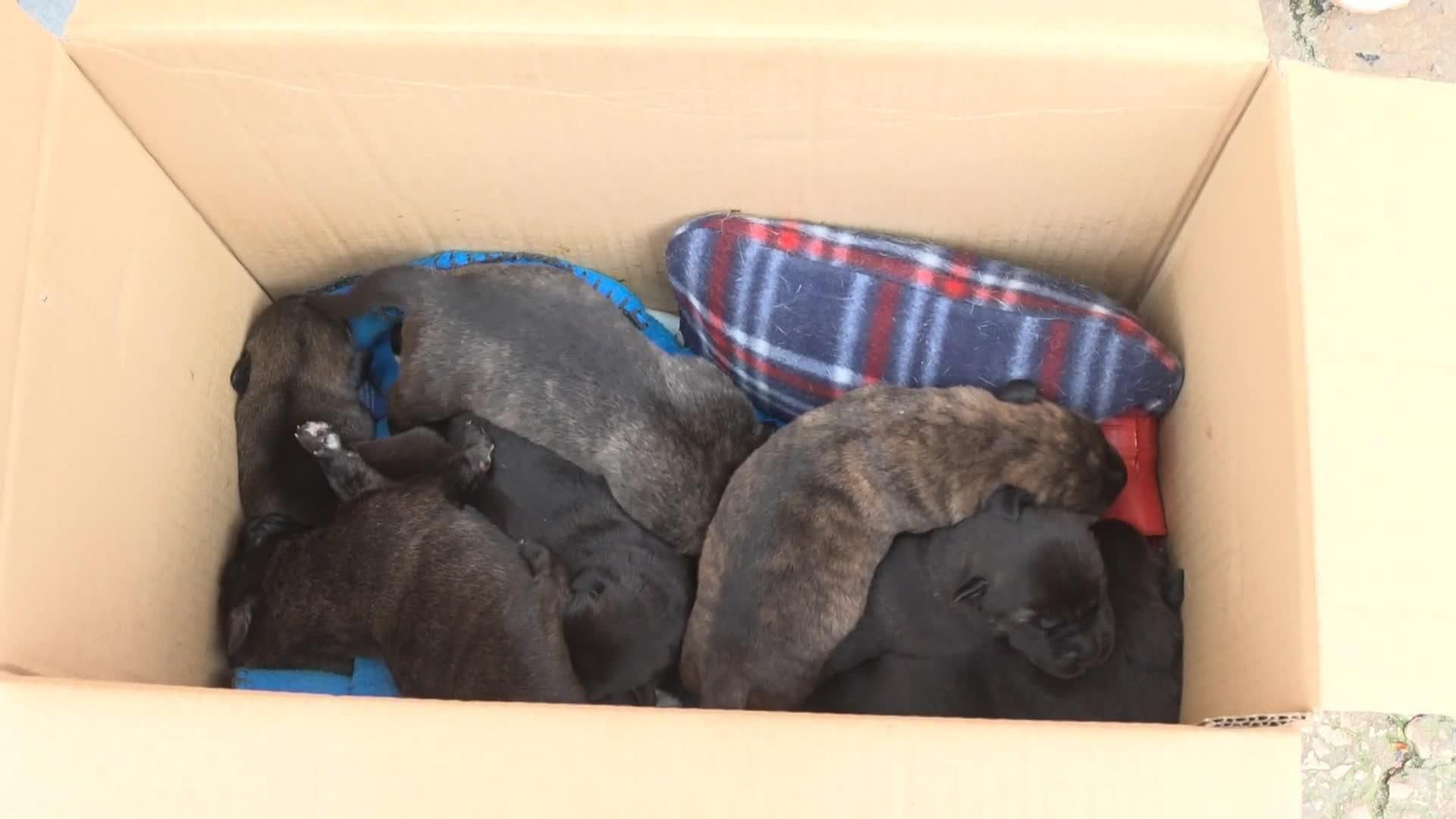 va cachorros abandonados bolsa