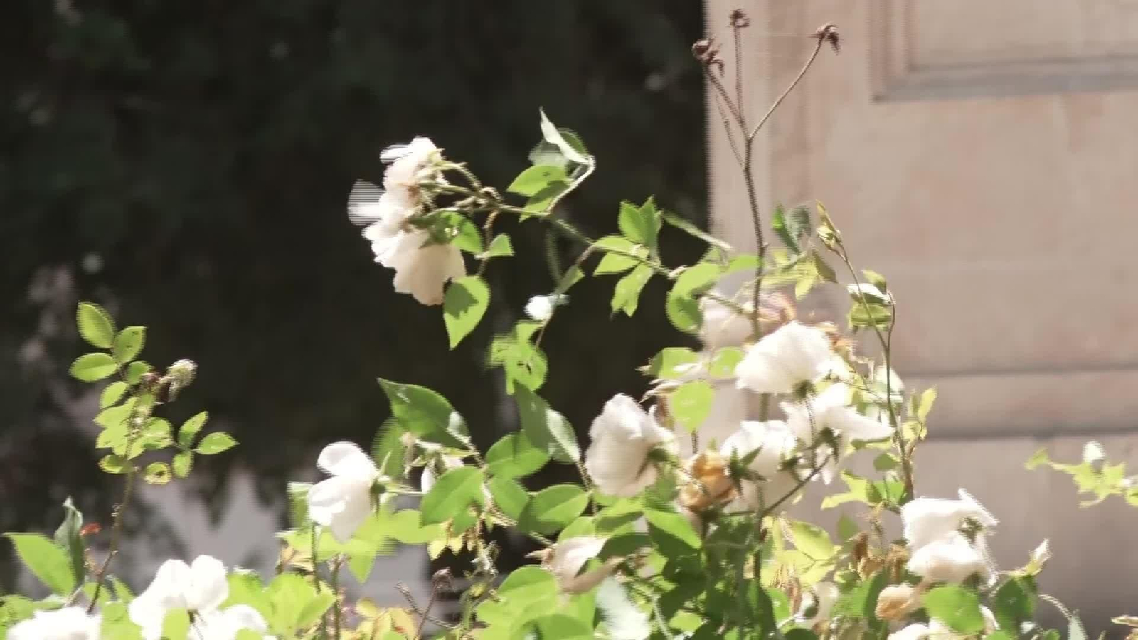 L054-SEVILLA PICOS GRAMÍNEAS Y OLIVOS ALERGIAS