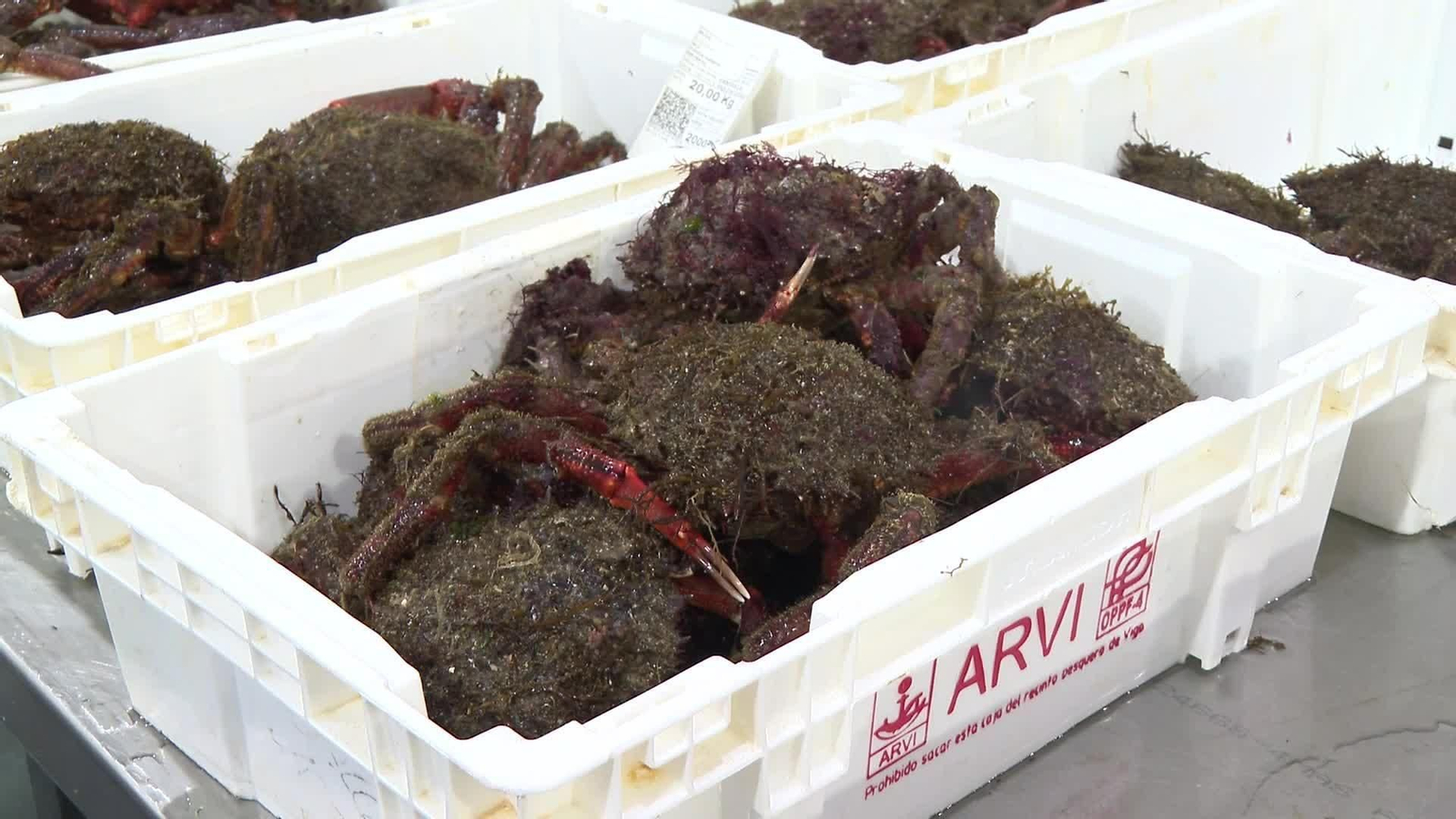 L059-PONTEVEDRA O GROVE SUBASTA CENTOLLA