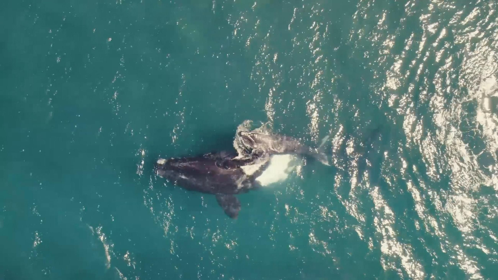 L003 EDI GRAN CANARIA ESCUCHANDO CETACEOS frame 1757