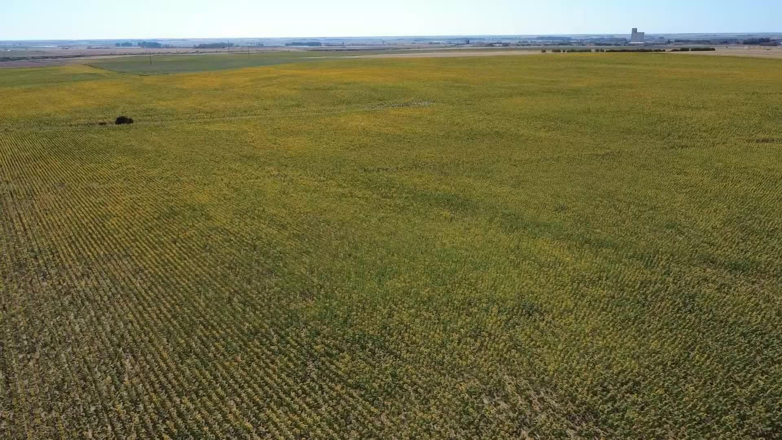 S002-PALENCIA CAMPOS DE GIRASOLES