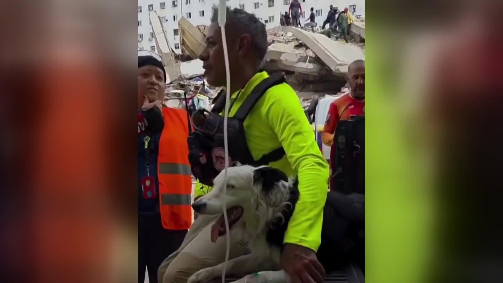 web perros de rescate