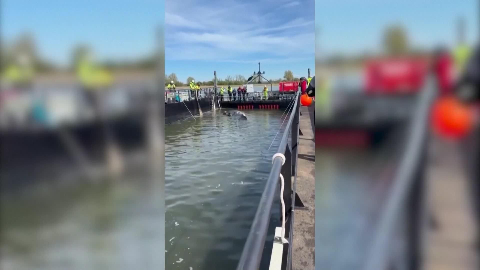 va ballena rescatada