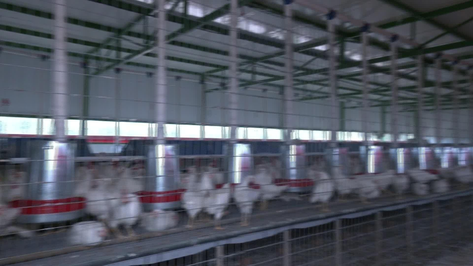 J064-SEVILLA GRIPE AVIAR