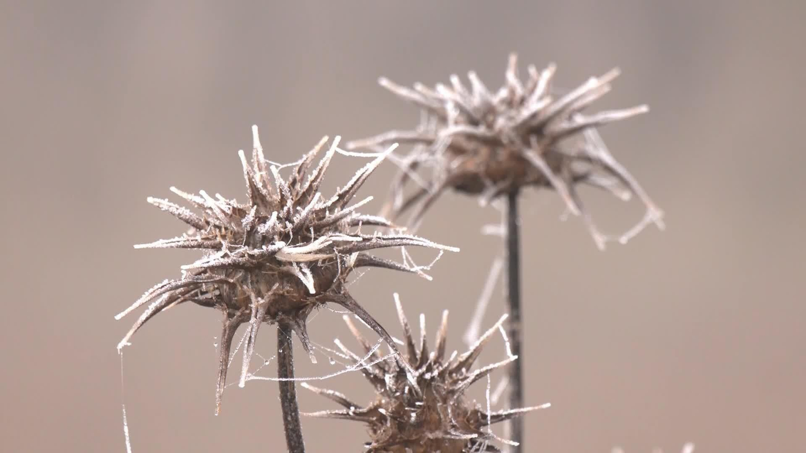 L043-VALLADOLID CENCELLADA