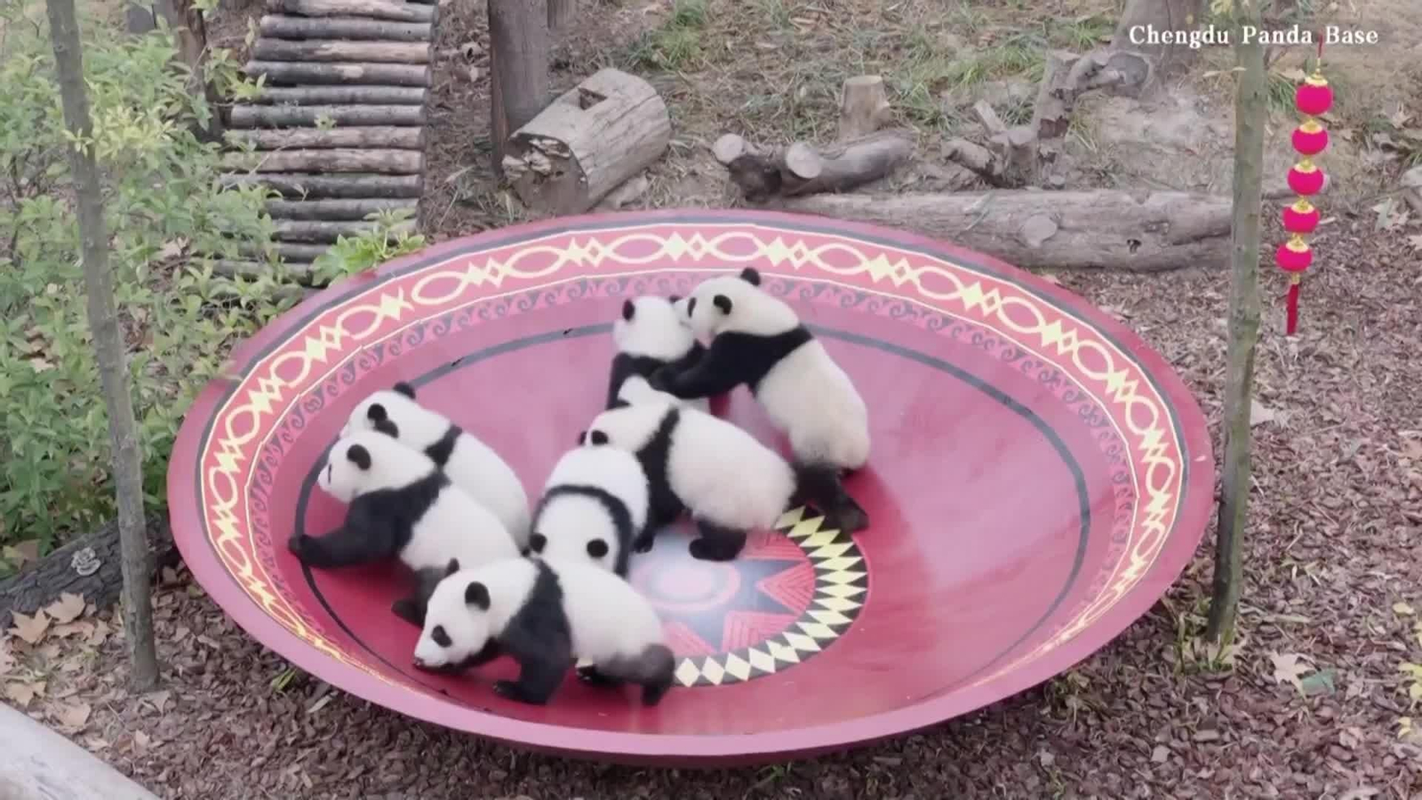 va cachorros de panda festival primavera china